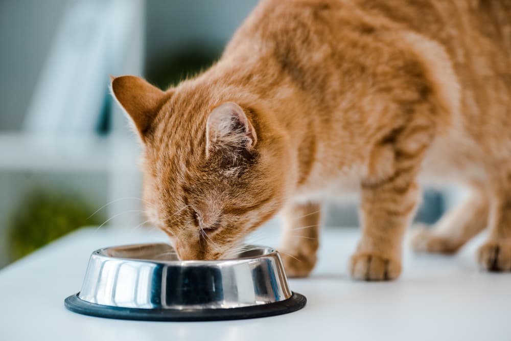 Vet Recommended Cat Food For Sensitive Stomach