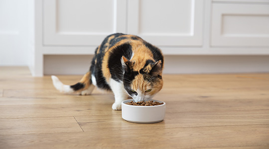 Best Canned Cat Food For Sensitive Stomachs